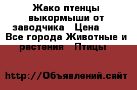 Жако птенцы выкормыши от заводчика › Цена ­ 1 - Все города Животные и растения » Птицы   
